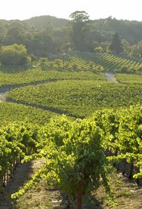 chalk hill winery landscape